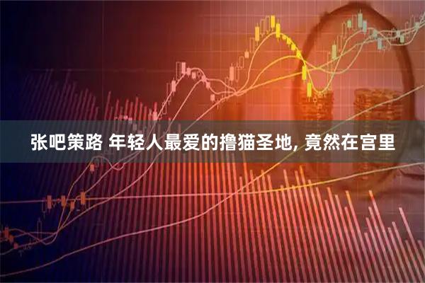 张吧策路 年轻人最爱的撸猫圣地, 竟然在宫里